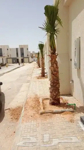 نخيل وشنطن للبيع 5