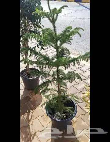 قص وترتيب الأشجار وتنسيق حدائق 5