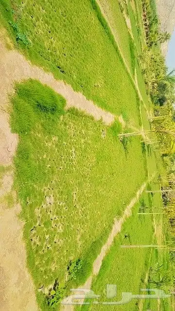 شتلات جملة وقطاعي 2