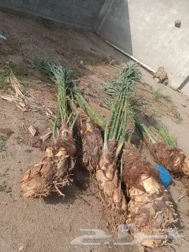 يوجد لدينا جميع انواع انخيل ج 2