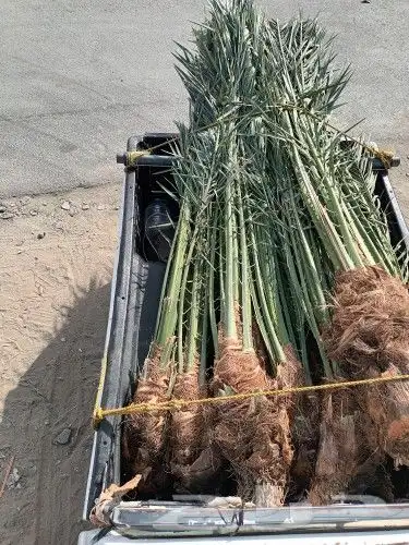 يوجد لدينا جميع انواع انخيل ج 9