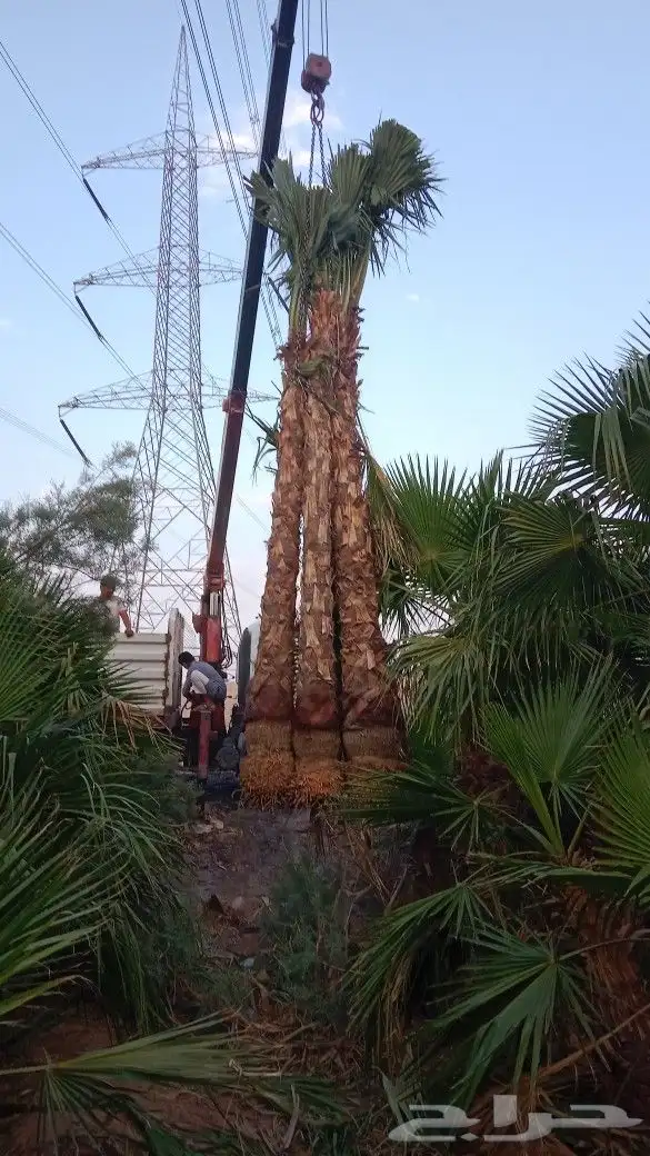 نخيل وشنطن للبيع 6