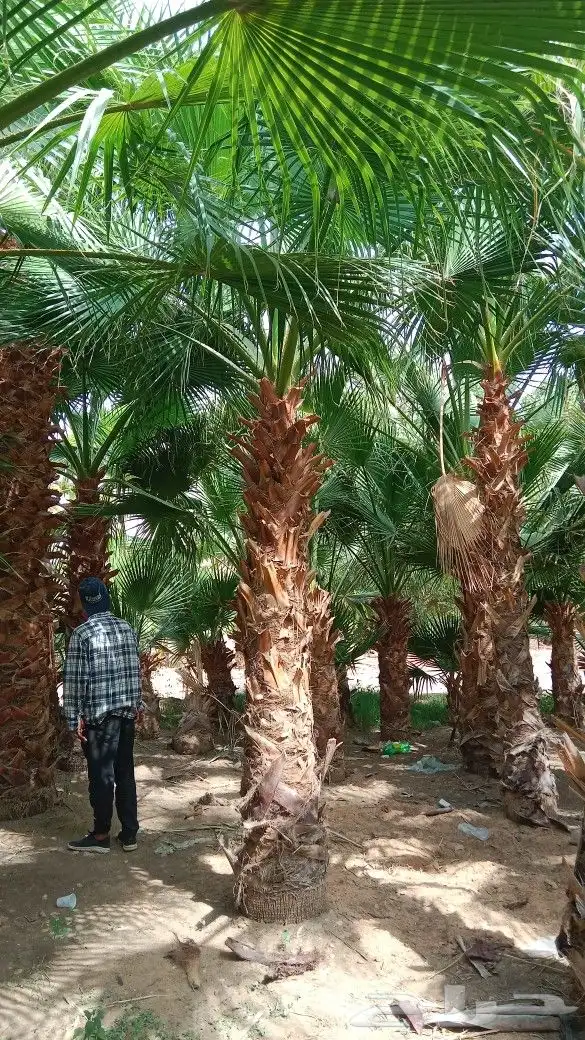 نخيل وشنطن للبيع 0