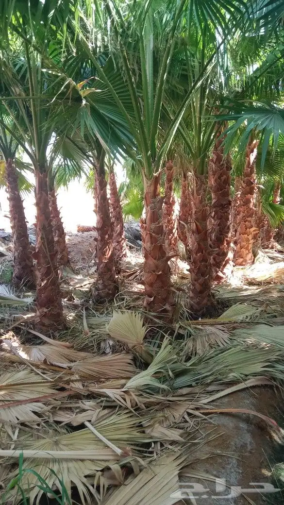 نخيل وشنطن للبيع 3