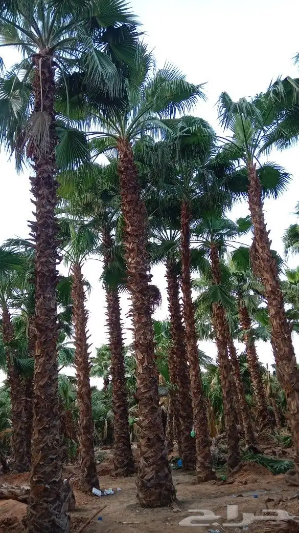 نخيل وشنطن للبيع 4