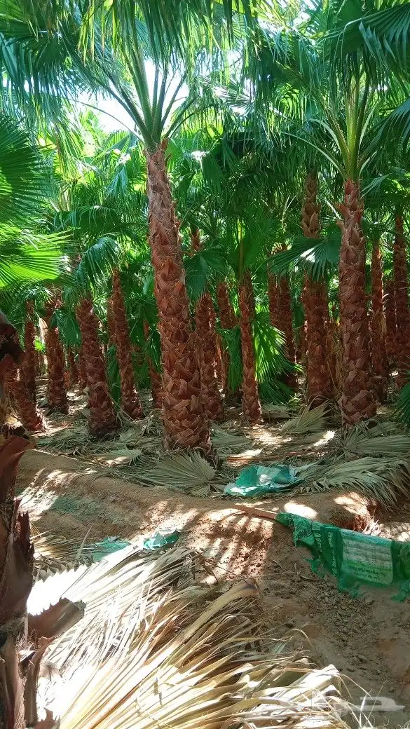 نخيل وشنطن للبيع 2