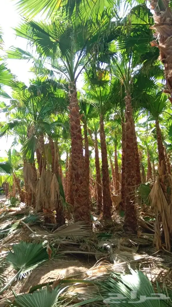 نخيل وشنطن للبيع 1