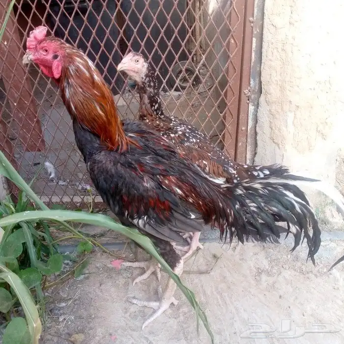 دجاج باكستاني تم البيع 3