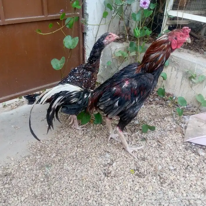 دجاج باكستاني تم البيع 4