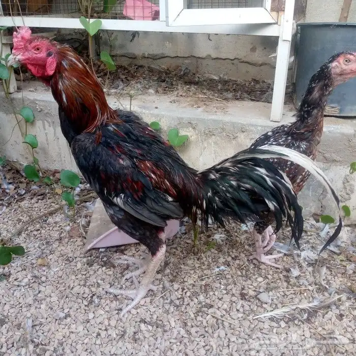 دجاج باكستاني تم البيع 1