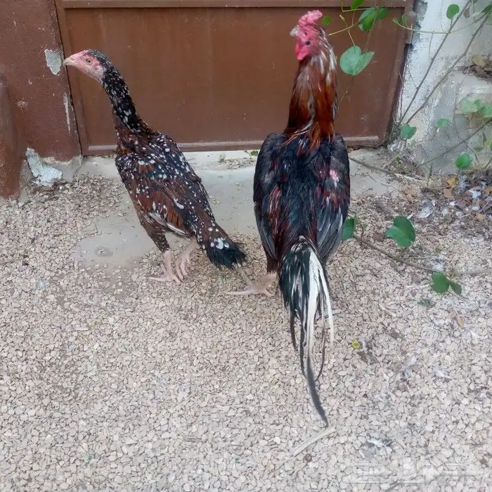 دجاج باكستاني تم البيع 2