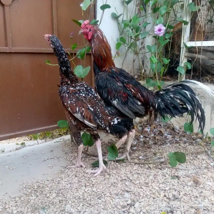 دجاج باكستاني تم البيع 0