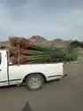 يوجد لدينا جميع انواع انخيل ج 5