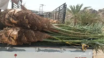يوجد لدينا جميع انواع انخيل ج 3