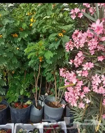 زراعه الورد الطبيعى والتيل الطبيعى وقص الاشجار 2