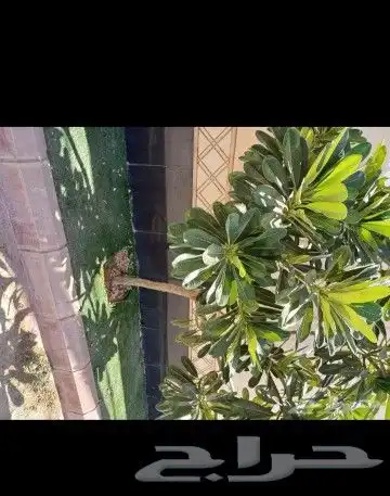 زراعه الورد الطبيعى والتيل الطبيعى وقص الاشجار 5