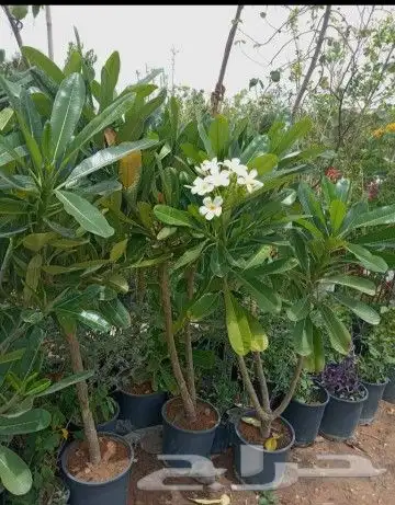 زراعه الورد الطبيعى والتيل الطبيعى وقص الاشجار 1