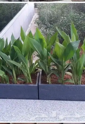 زراعه الورد الطبيعى والتيل الطبيعى وقص الاشجار 4