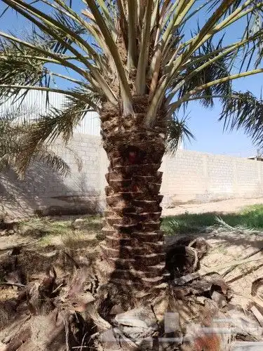 لجميع أعمال النخيل والواشنطني 7