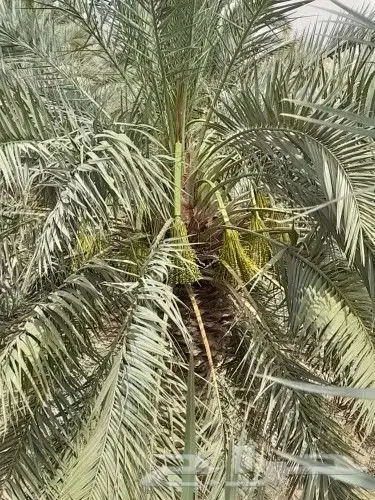 لجميع أعمال النخيل والواشنطني 0