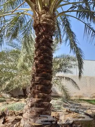لجميع أعمال النخيل والواشنطني 8