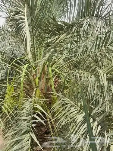 لجميع أعمال النخيل والواشنطني 3