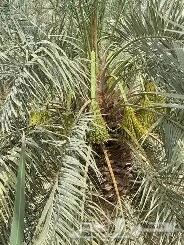لجميع أعمال النخيل والواشنطني 1