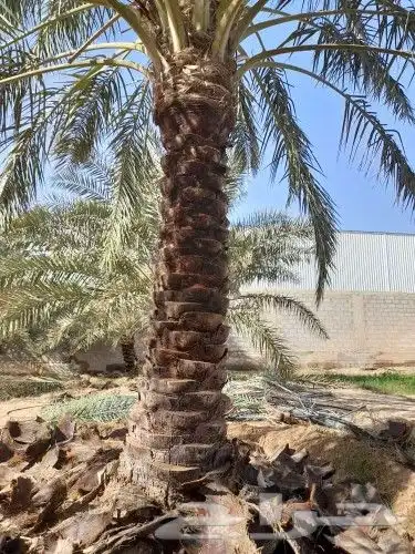 لجميع أعمال النخيل والواشنطني 9