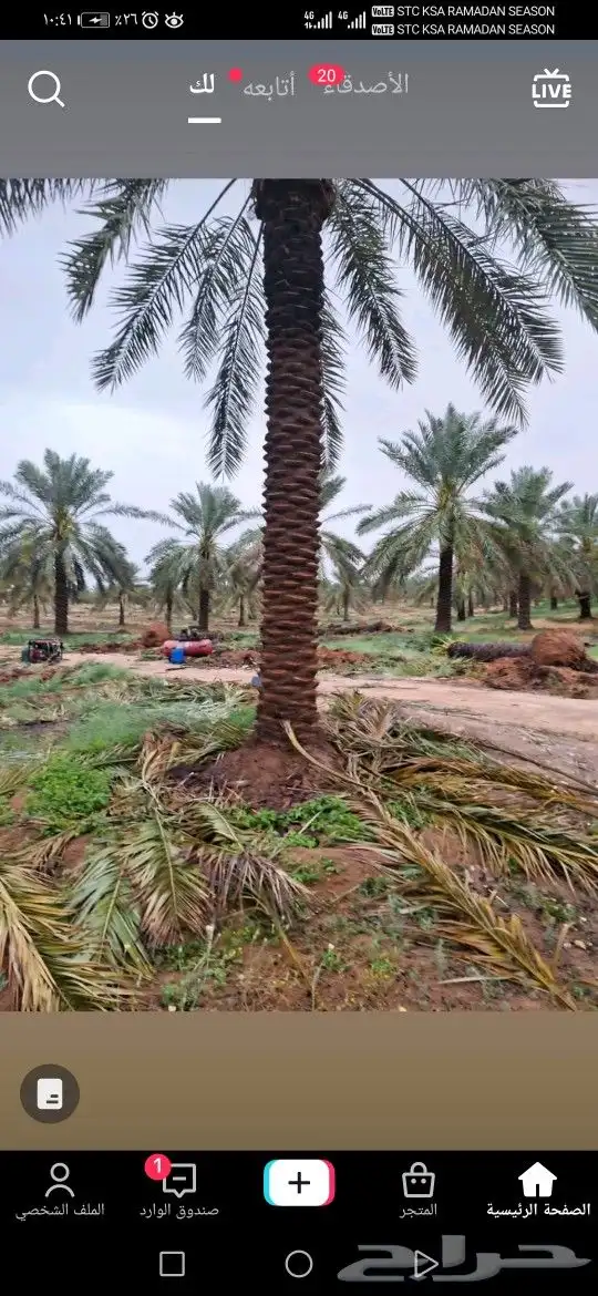 نقوم بقلع وزراعه النخيل 0