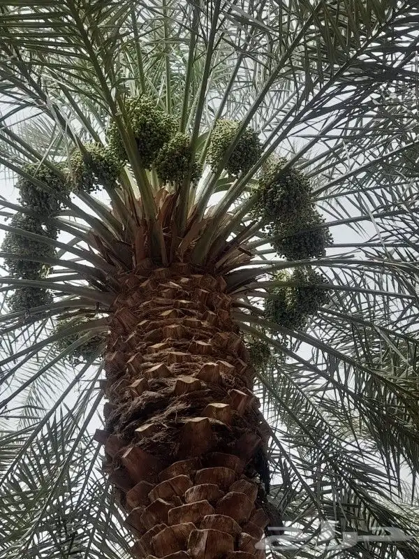 لجميع أعمال النخيل والواشنطني 5