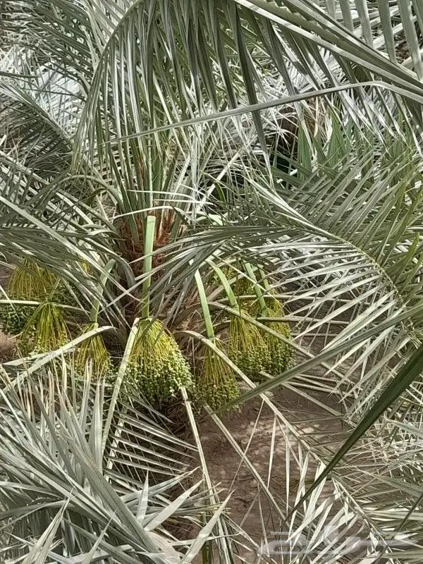 لجميع أعمال النخيل والواشنطني 6