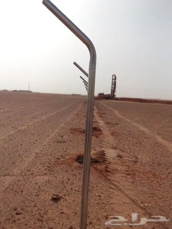 نخل واشنطن للبيع 6