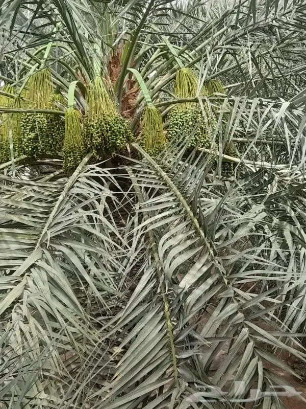 لجميع أعمال النخيل والواشنطني 4