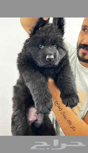 متاح اقوي ذكر و انثي شو لاين (بيديجري) 4