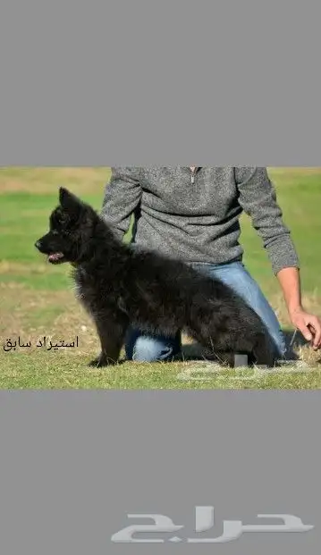 متاح اقوي ذكر و انثي شو لاين (بيديجري) 9