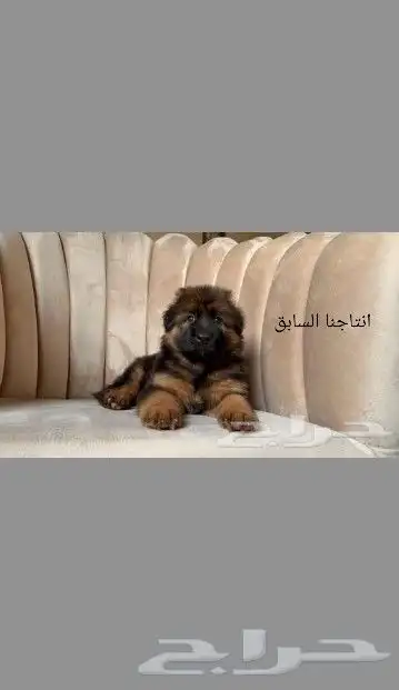 متاح اقوي ذكر و انثي شو لاين (بيديجري) 3