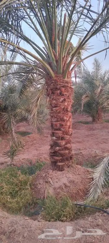 تكريب تنظيف وترتيب نخل بجميع انواعه عربي وشنطني 3