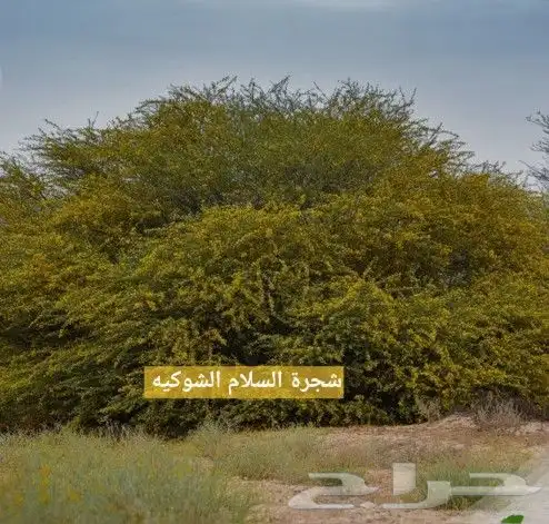 عسل سلام مسني جيزاني 1كيلو 4