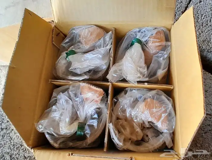 هايلكس75-76-77-78-79-80-81-82-83 2