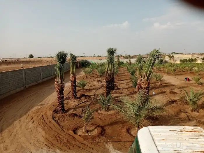 للبيع النخيل المثمر 8