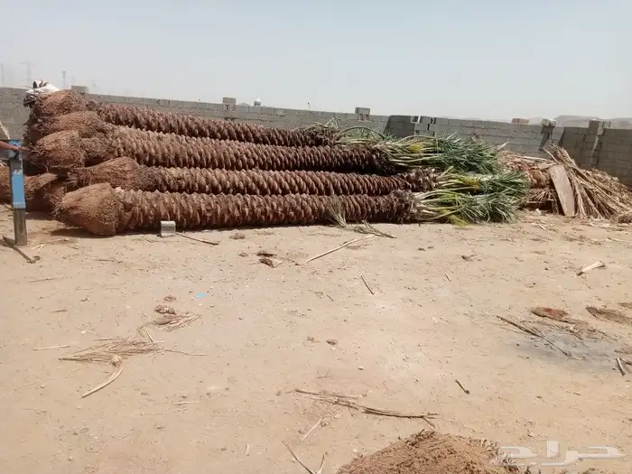 للبيع النخيل المثمر 4