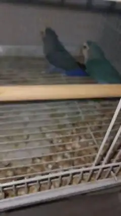 جوز روز منتج (تم البيع) 2