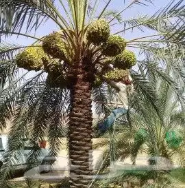 تسوير المزارع والأراضي وتركيب مستودعات 7