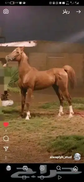 إيواء الخيل العربي بريده البصر 3