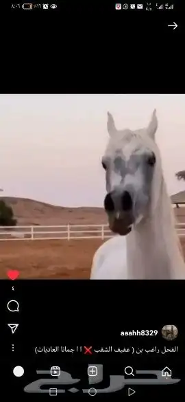 إيواء الخيل العربي بريده البصر 4