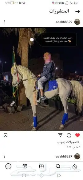 إيواء الخيل العربي بريده البصر 6