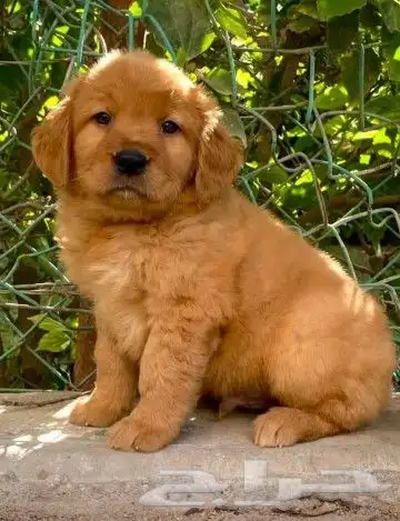 جولدن رتريفر 1