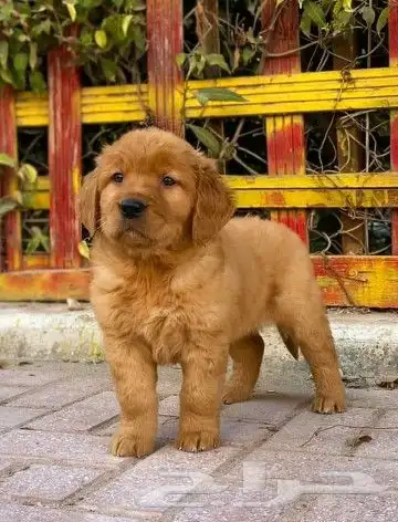 جولدن رتريفر 0