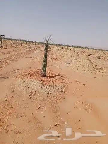 فروخ نخل للبيع 2