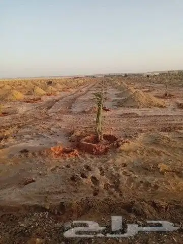 فروخ نخل للبيع 1